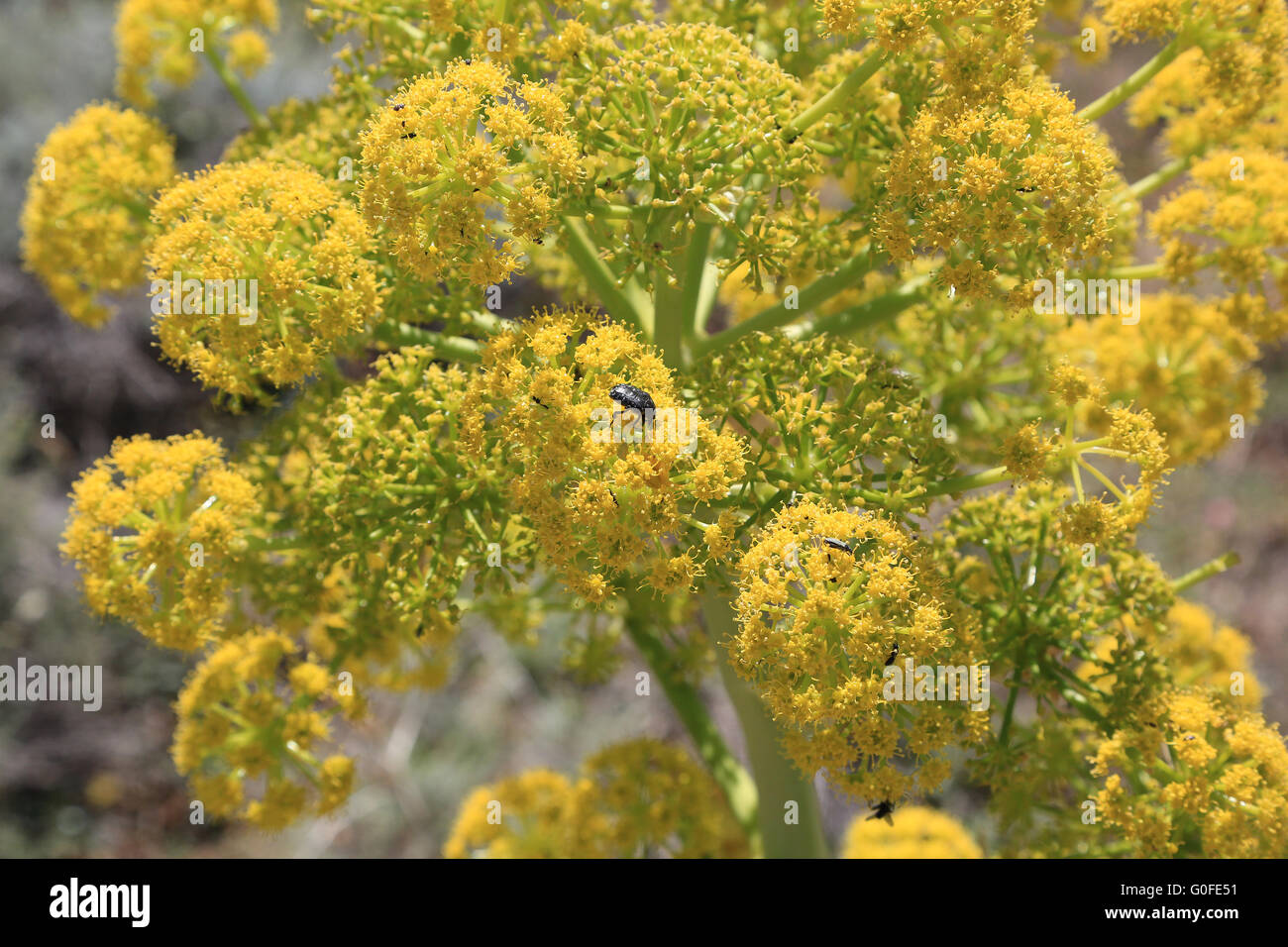 Fioritura di finocchio gigante a Capo Testa in Sicilia è tipicamente mediterraneo vegetazione costiera Foto Stock
