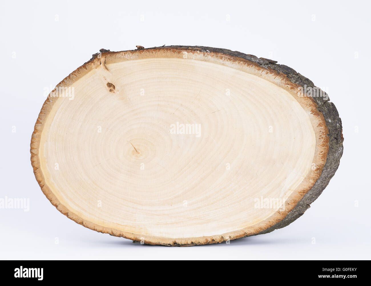 Ceppo di albero isolato Foto Stock