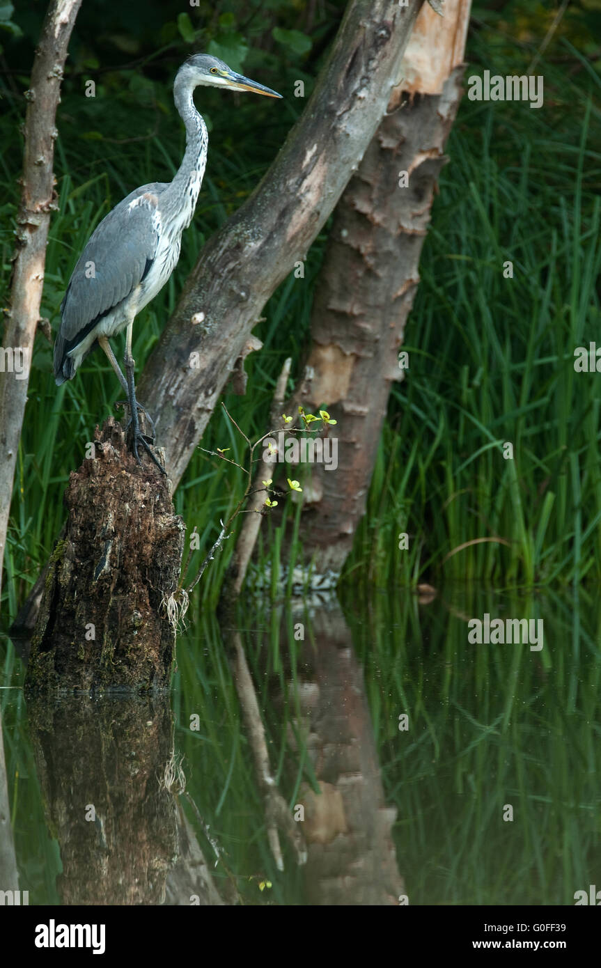 Airone grigio Foto Stock