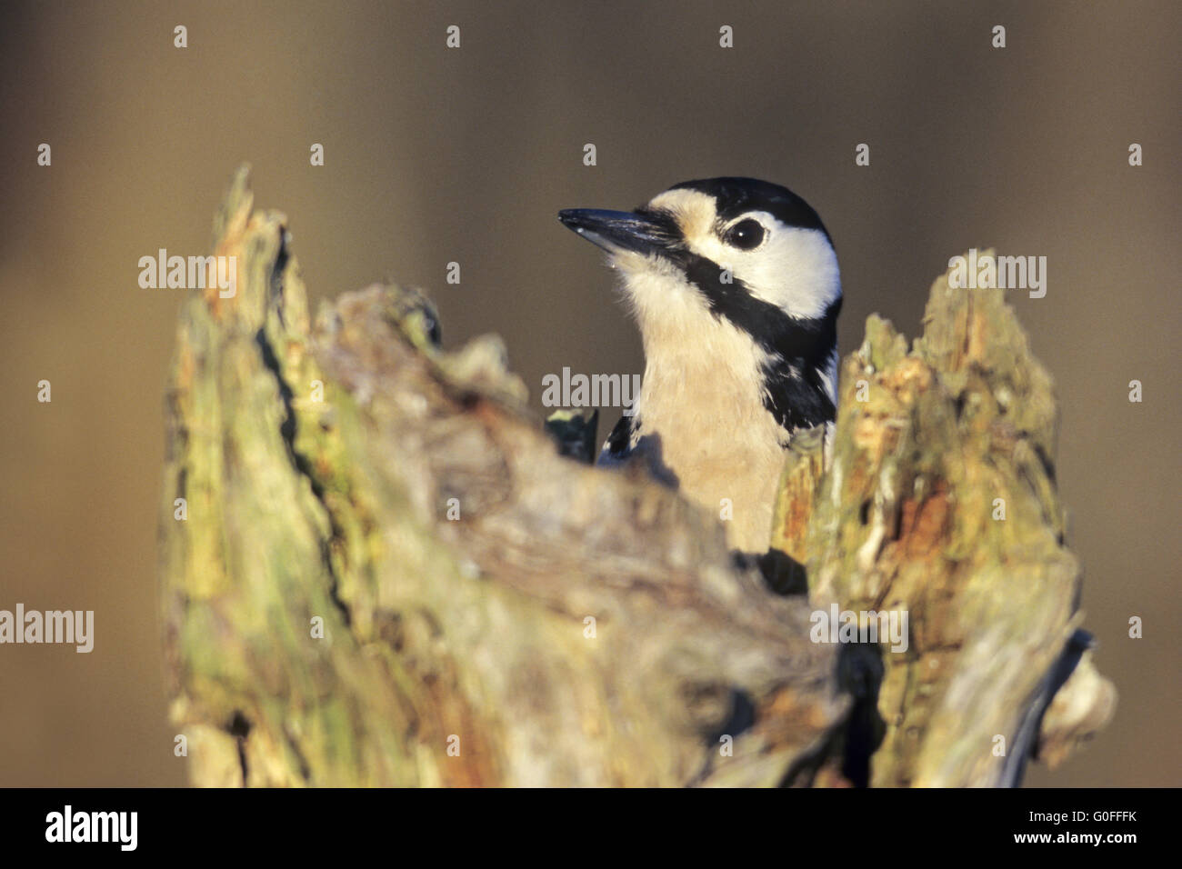 Picchio rosso maggiore la nidificazione di alberi sono legno morbido e resistente alburno Foto Stock