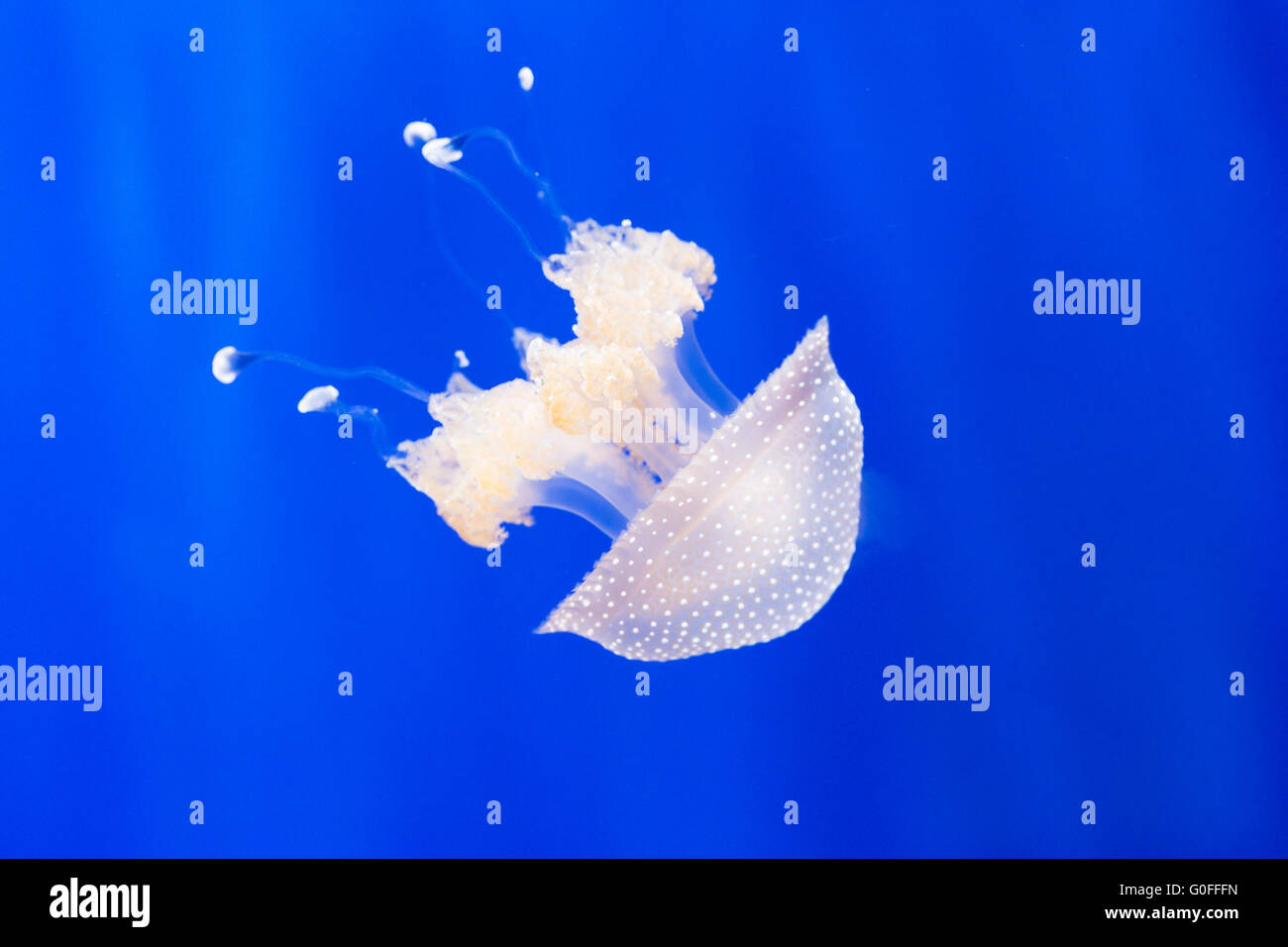 Un australiano spotted meduse, phyllorhiza punctata, galleggia nell'acqua. Questo fiorire di medusa in acque calde Foto Stock