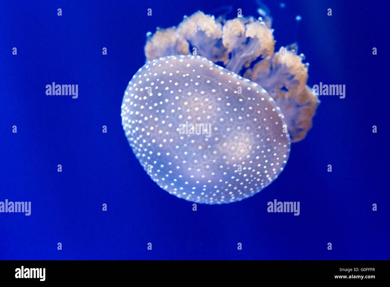Primo piano di un australiano spotted meduse, phyllorhiza punctata. Questa Medusa è nativo per il West Pacific da Australia a Foto Stock