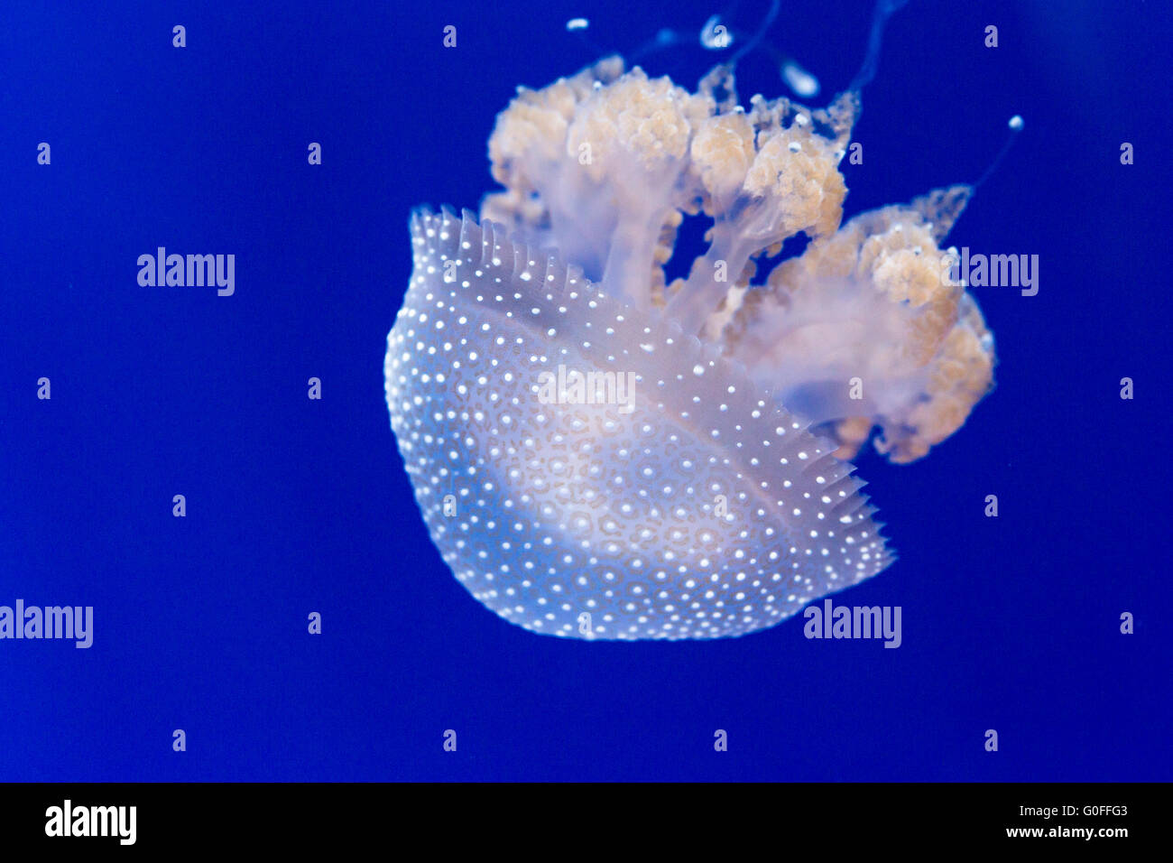 Australian spotted meduse, phyllorhiza punctata, su uno sfondo blu. Questa Medusa è stato introdotto ampiamente altrove Foto Stock