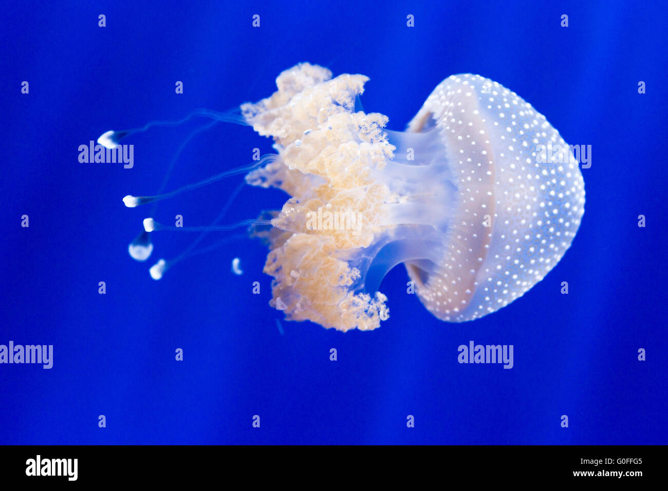 Un australiano spotted meduse, phyllorhiza punctata, nell'acqua di un acquario. Questa medusa può raggiungere fino a 20 pollici in Foto Stock