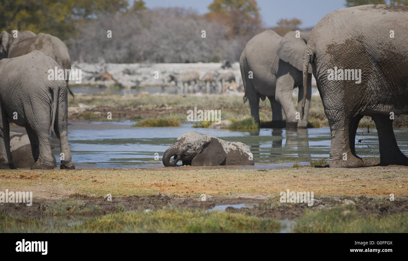 Branco di elefanti nella savana del Parco Nazionale di Etosha Foto Stock