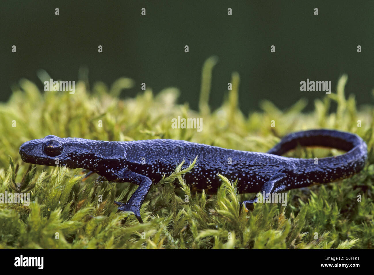 Northern Tritone crestato italiano è una specie di grandi dimensioni ed è in grado di misurare fino a 16cm Foto Stock