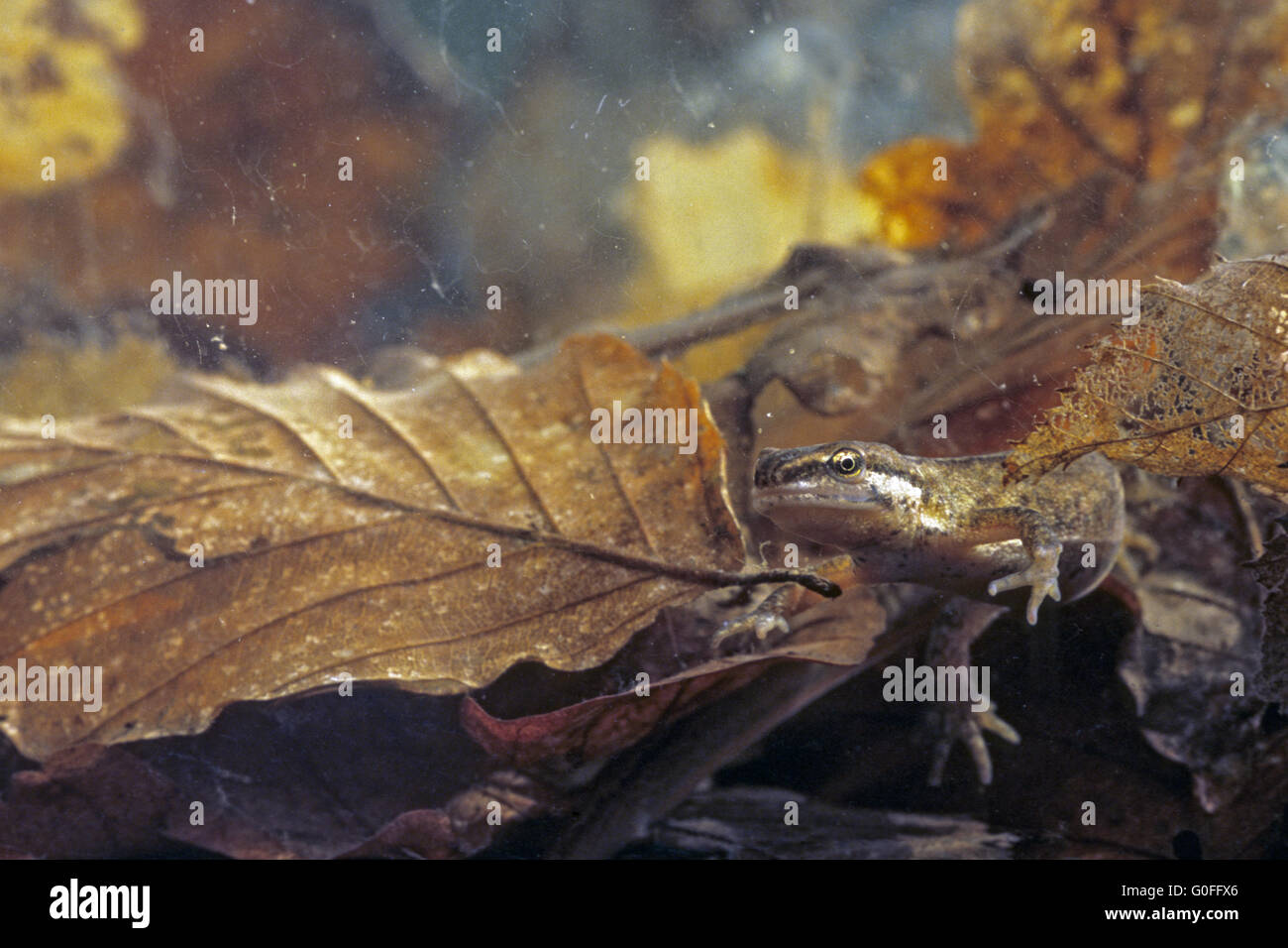 Newt liscia le larve iniziano a mangiare plancton di acqua dolce e acqua più tardi gli insetti Foto Stock