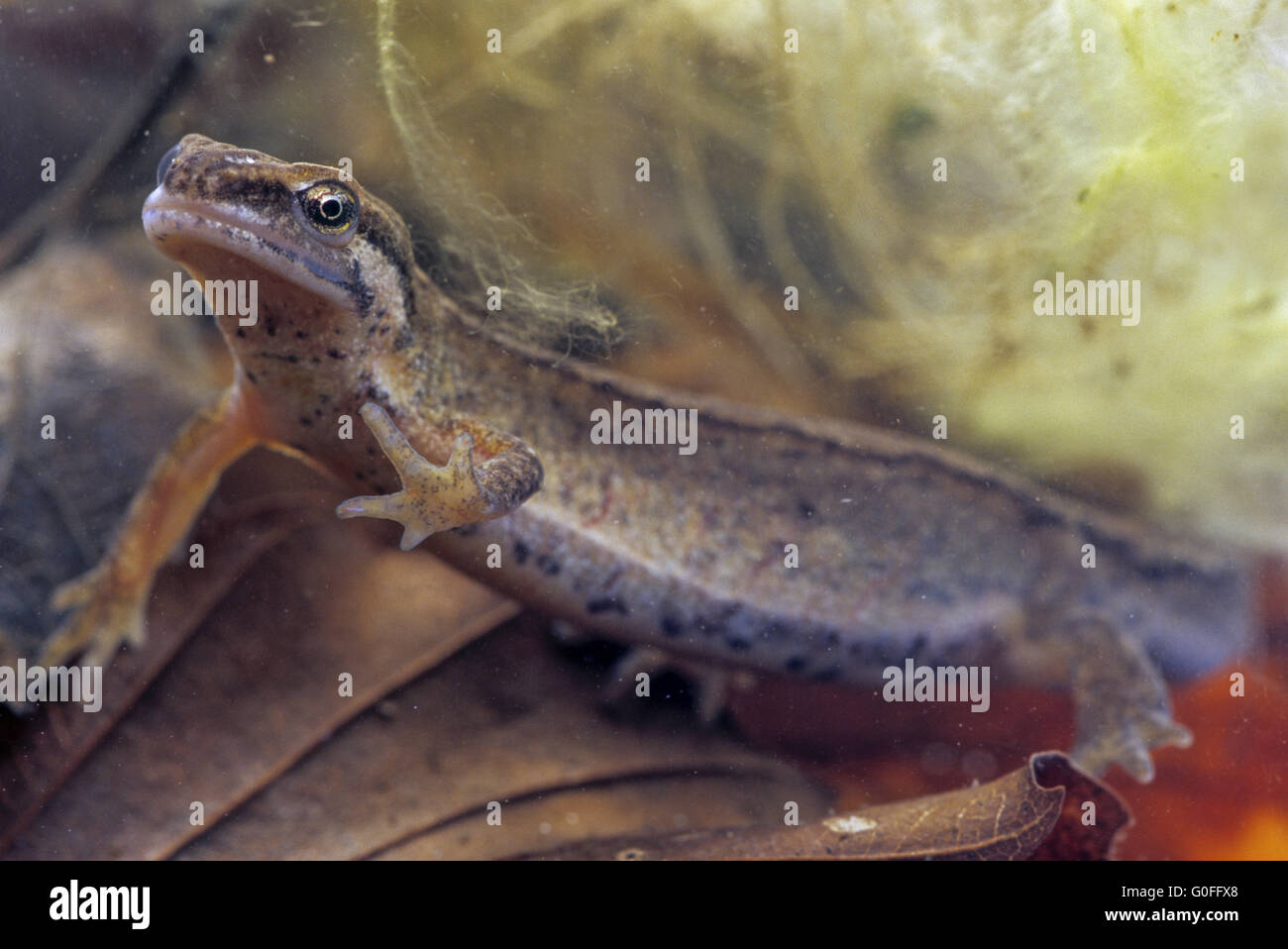 Newt liscia la femmina posto le uova sotto la pianta acquatica foglie Foto Stock