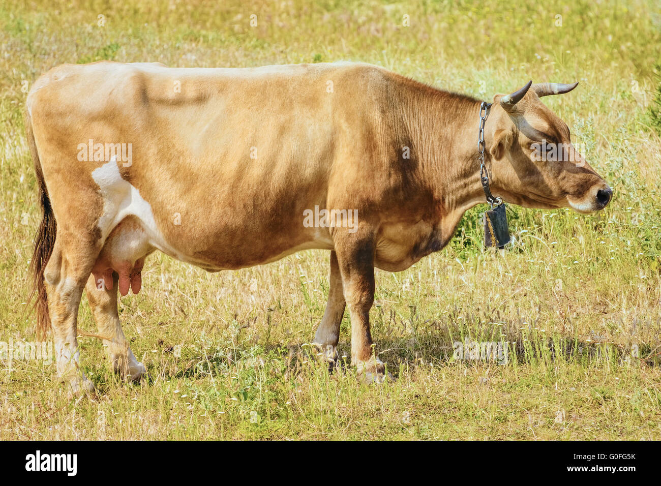 Mucca marrone Foto Stock