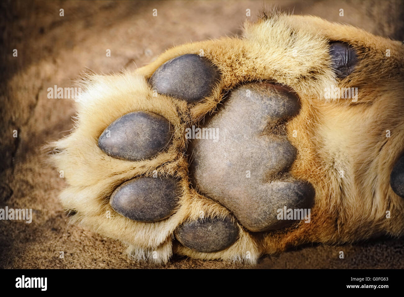 Zampa di Leone Foto Stock