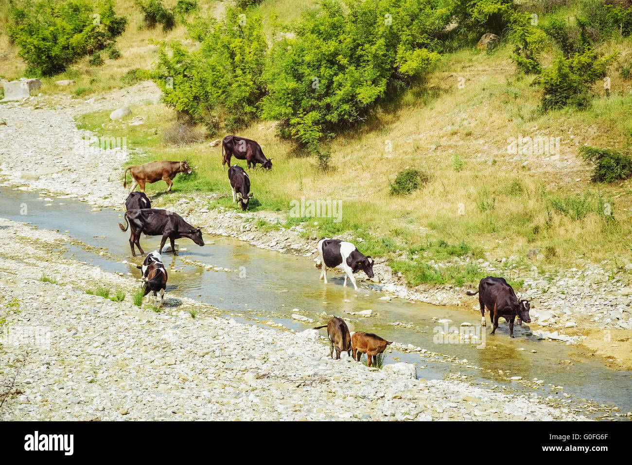 Mandria di mucche Foto Stock
