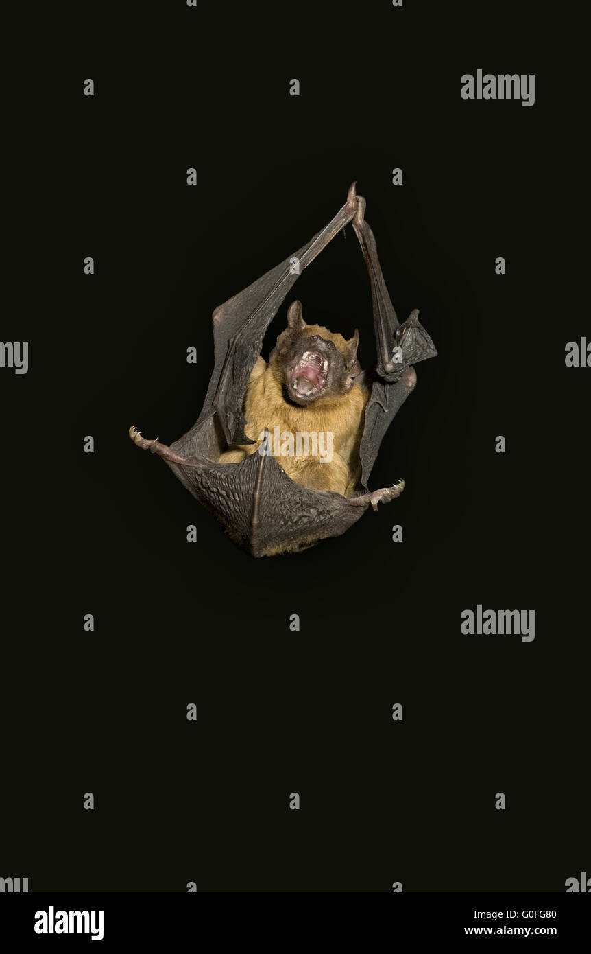 Bat, grido un arrabbiato e urlando bat su sfondo nero Foto Stock