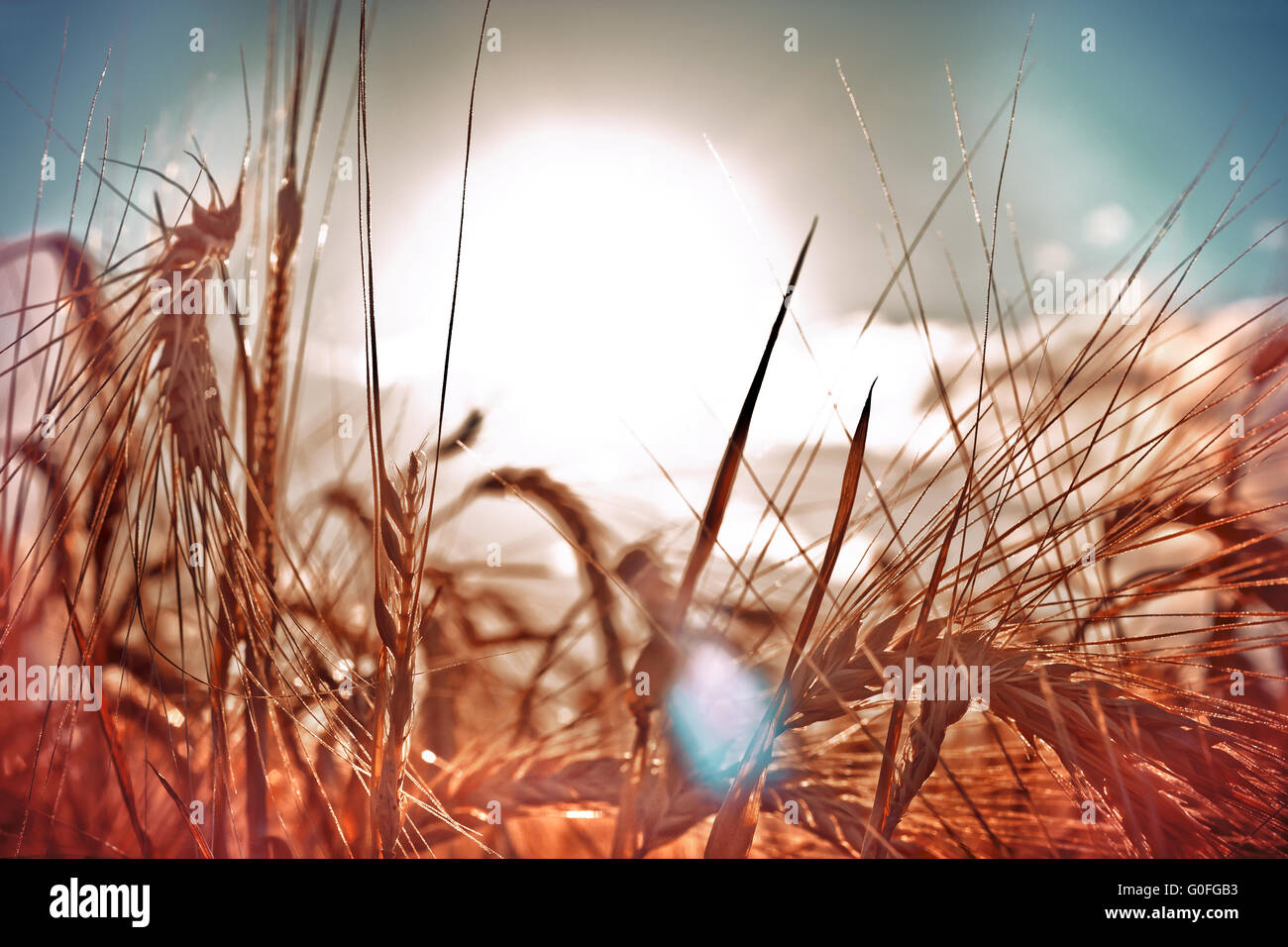 Vintage spighe di grano Foto Stock