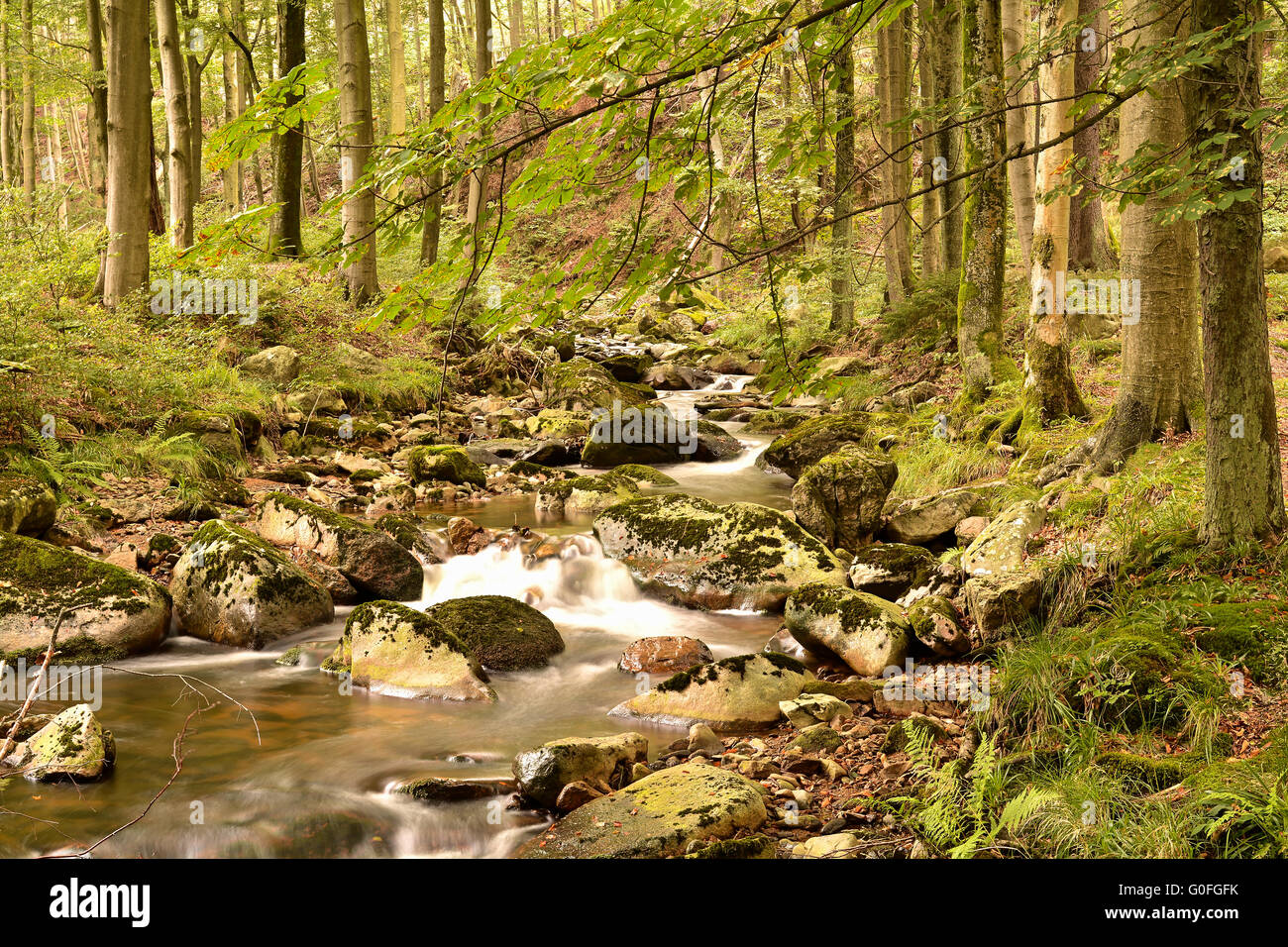 Il fiume Ilse a Ilsenburg nel Parco Nazionale di Harz ai piedi del Brocken Foto Stock