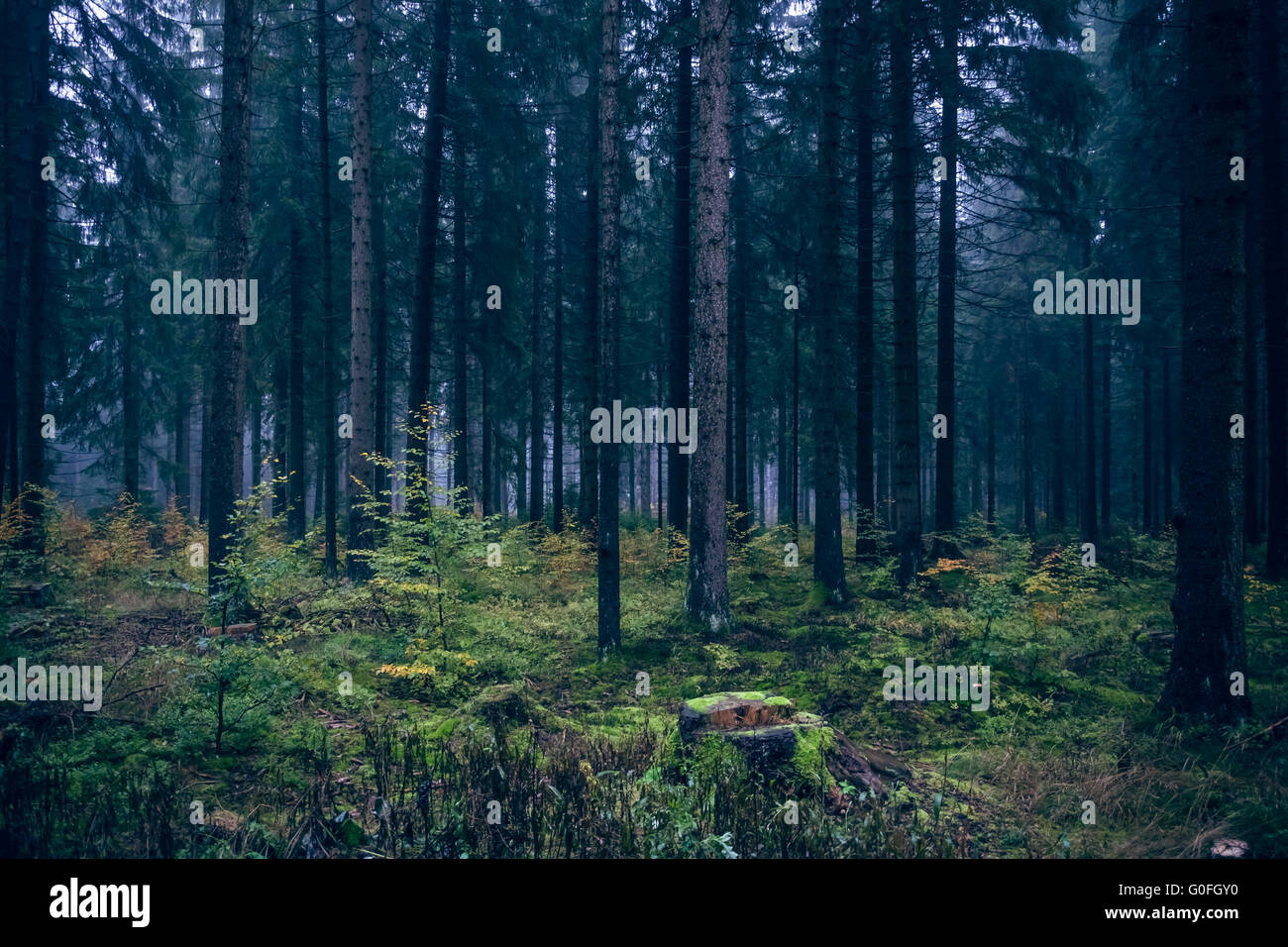 Atmosfera mattutina nel bosco vi Foto Stock