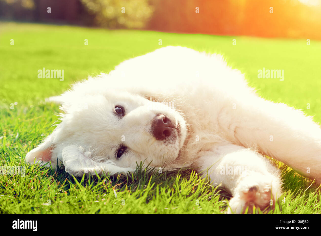 Bianco grazioso cucciolo di cane sdraiati sull'erba. Tatra polacchi Sheepdog Foto Stock