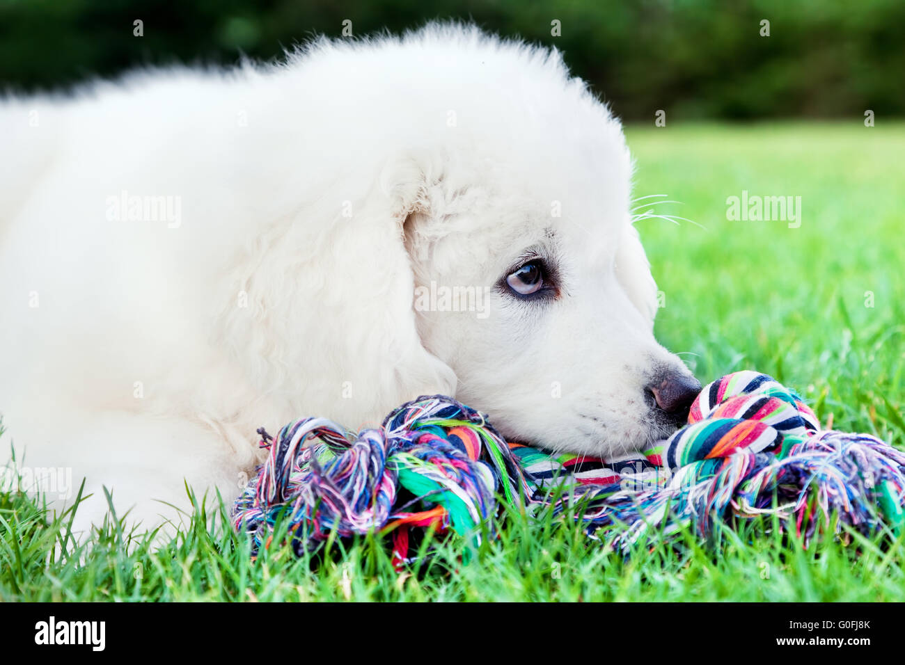 Bianco grazioso cucciolo di cane sdraiati sull'erba. Tatra polacchi Sheepdog Foto Stock