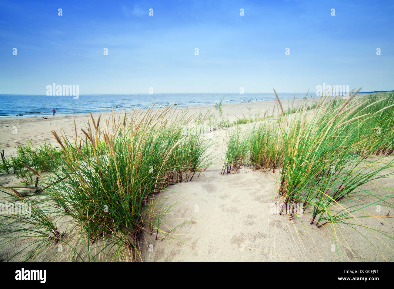 Calma spiaggia con dune e l'erba verde. Ocean in background Foto Stock