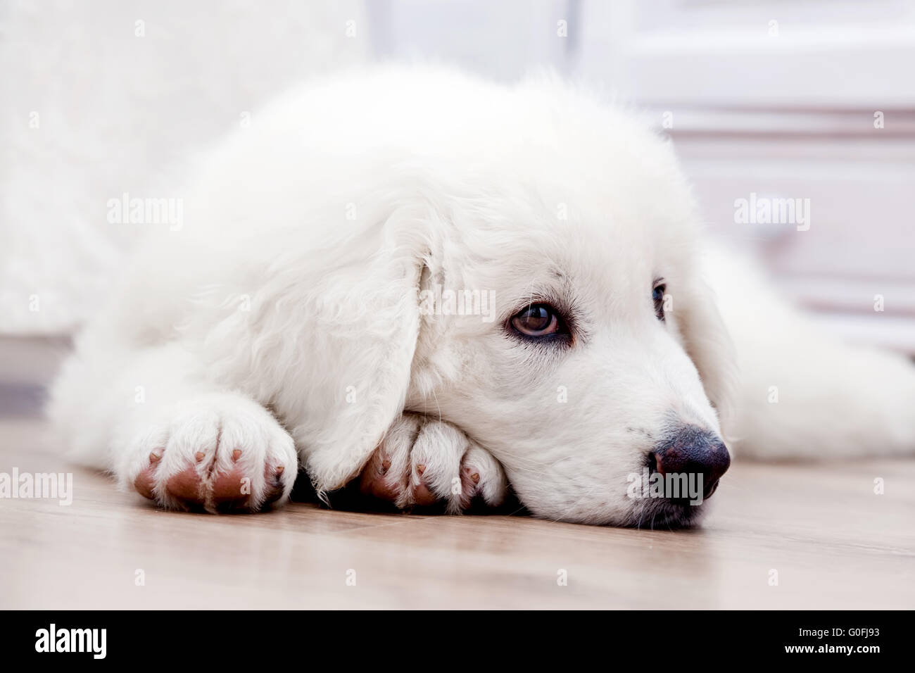 Bianco grazioso cucciolo di cane sdraiato sul pavimento in legno. Tatra polacchi Sheepdog Foto Stock
