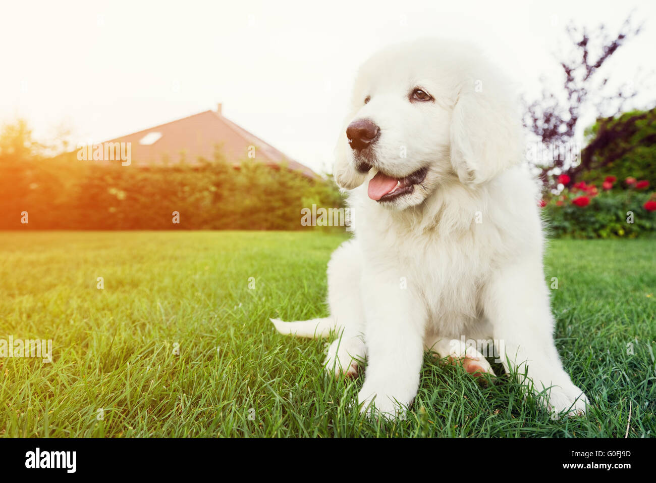 Bianco grazioso cucciolo di cane seduto sull'erba. Tatra polacchi Sheepdog Foto Stock