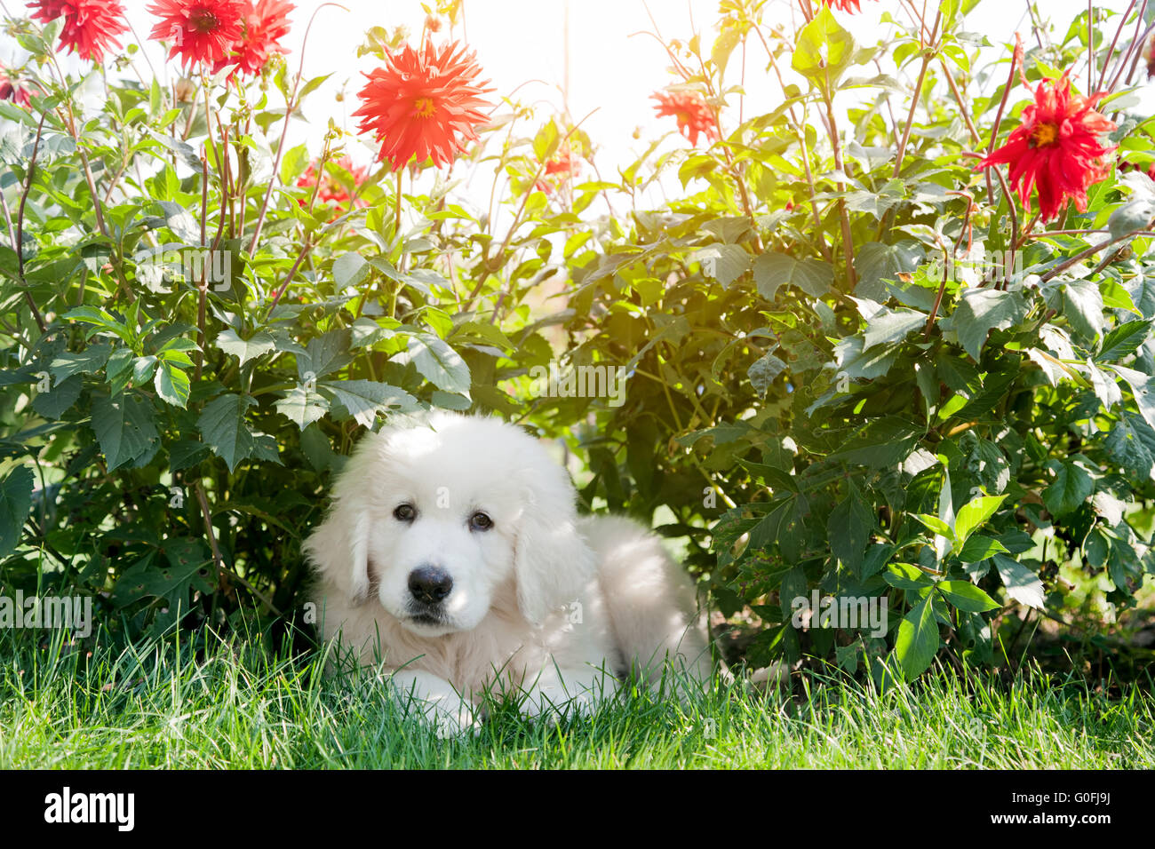 Bianco grazioso cucciolo di cane giacente su erba in fiori. Tatra polacchi Sheepdog Foto Stock