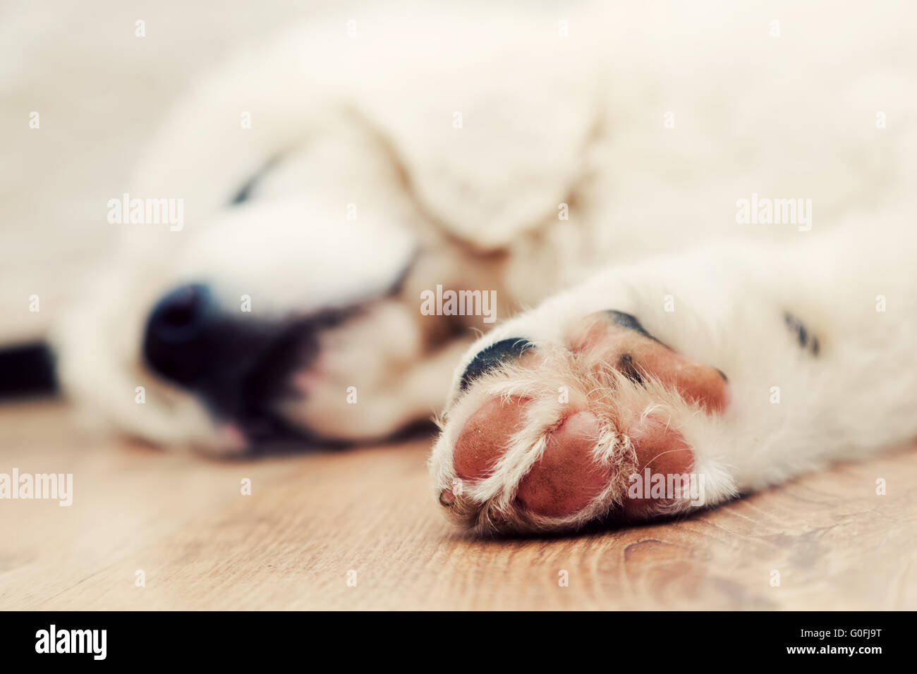 Bianco grazioso cucciolo di cane dormire sul pavimento di legno. Paw nel fuoco. Tatra polacchi Sheepdog Foto Stock