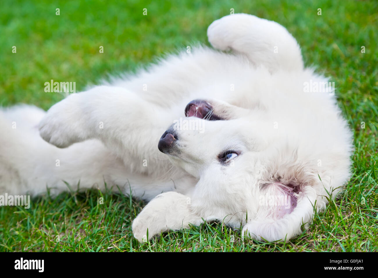 Bianco grazioso cucciolo di cane giocando sull'erba. Tatra polacchi Sheepdog Foto Stock