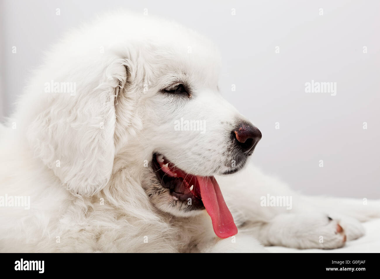 Bianco grazioso cucciolo di cane sdraiato sul letto. Tatra polacchi Sheepdog Foto Stock