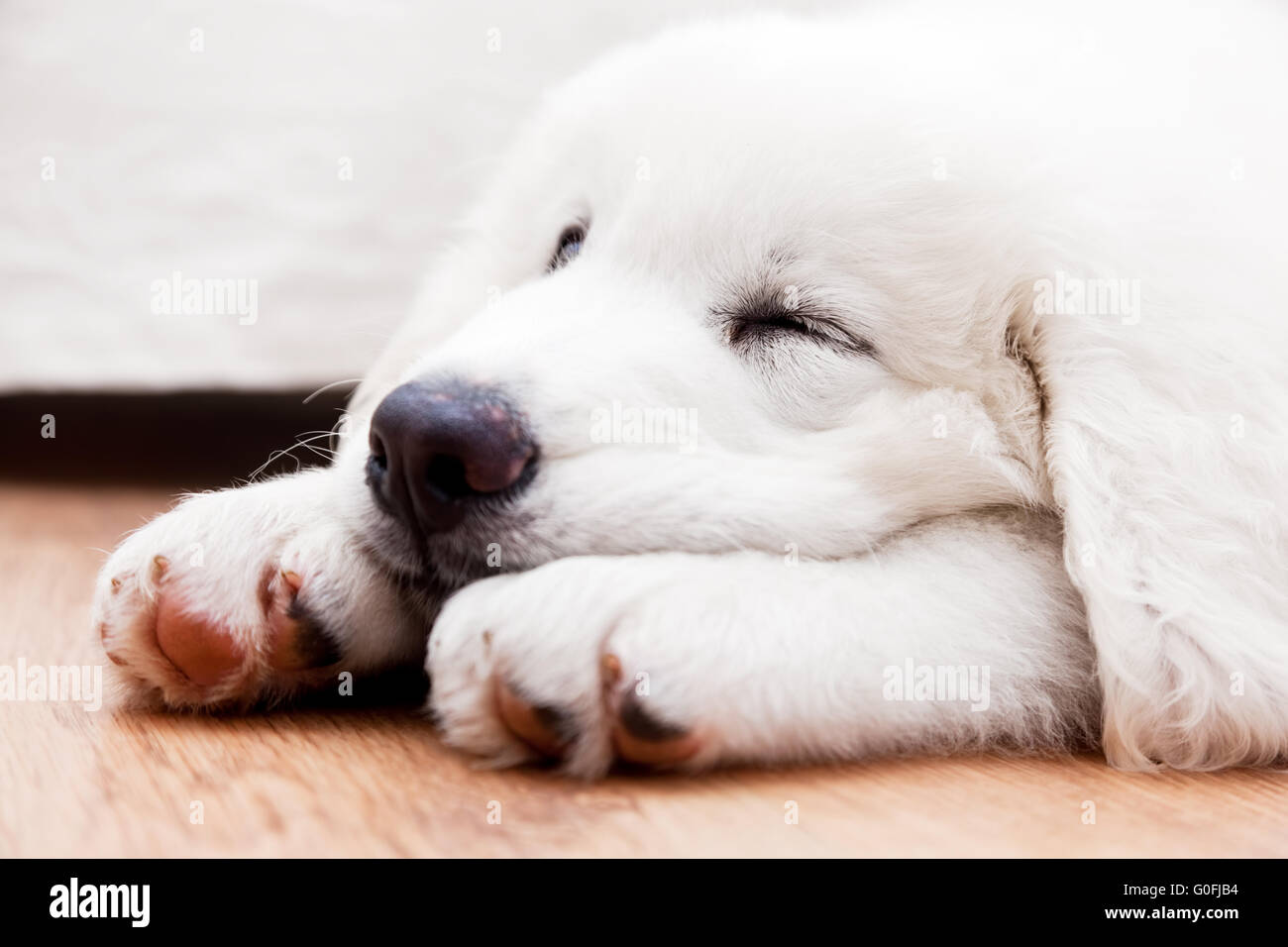 Bianco grazioso cucciolo di cane dormire sul pavimento di legno. Tatra polacchi Sheepdog Foto Stock