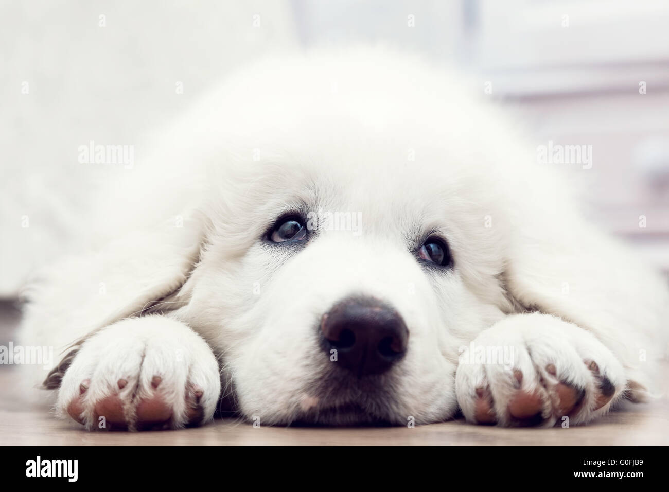 Bianco grazioso cucciolo di cane sdraiato sul pavimento in legno. Tatra polacchi Sheepdog Foto Stock