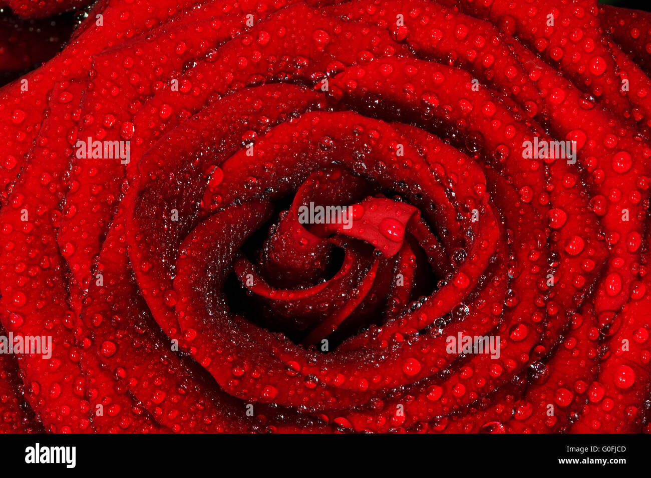 Red Rose umido fiore di close-up. Grande come sfondo o il biglietto di auguri per il giorno di San Valentino Foto Stock