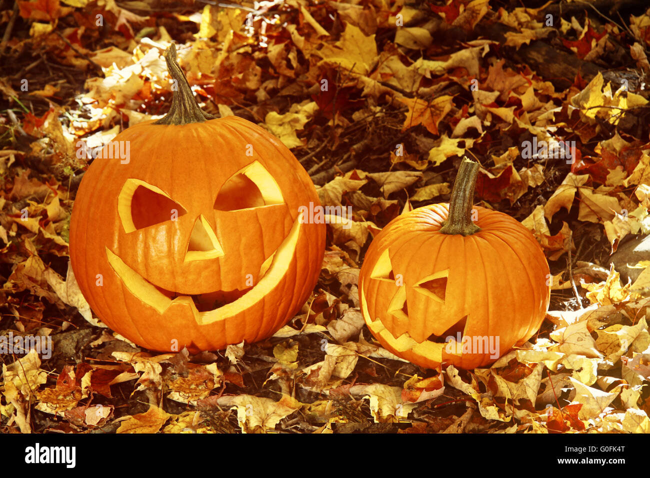 Close up di zucche di Halloween su foglie in wo Foto Stock