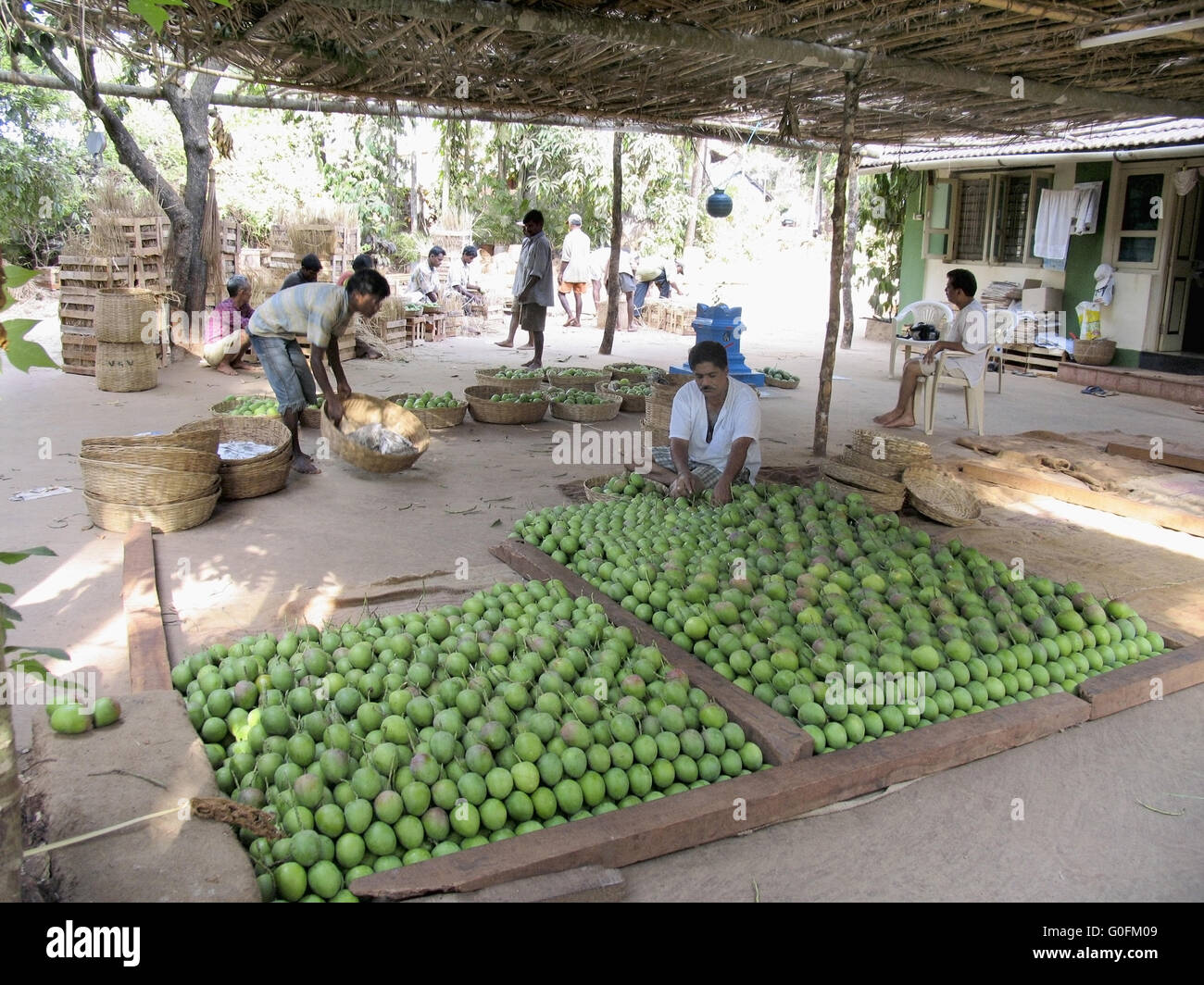 I lavoratori stanno facendo la categorizzazione di manghi per imballaggio Foto Stock