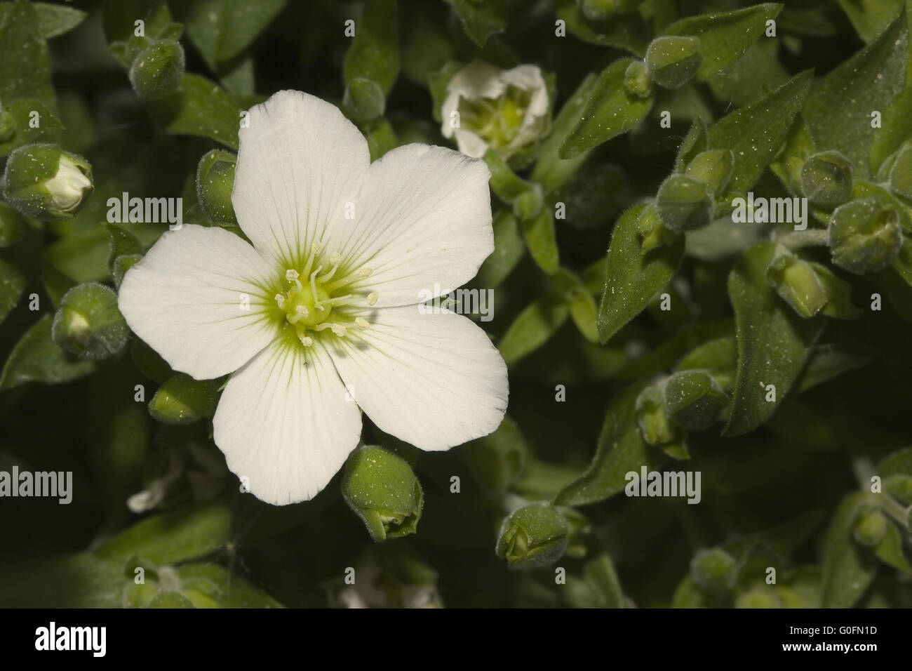 Sandwort di montagna Foto Stock