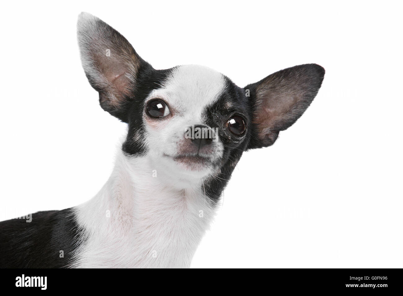 Bianco e Nero Chihuahua cane Foto Stock