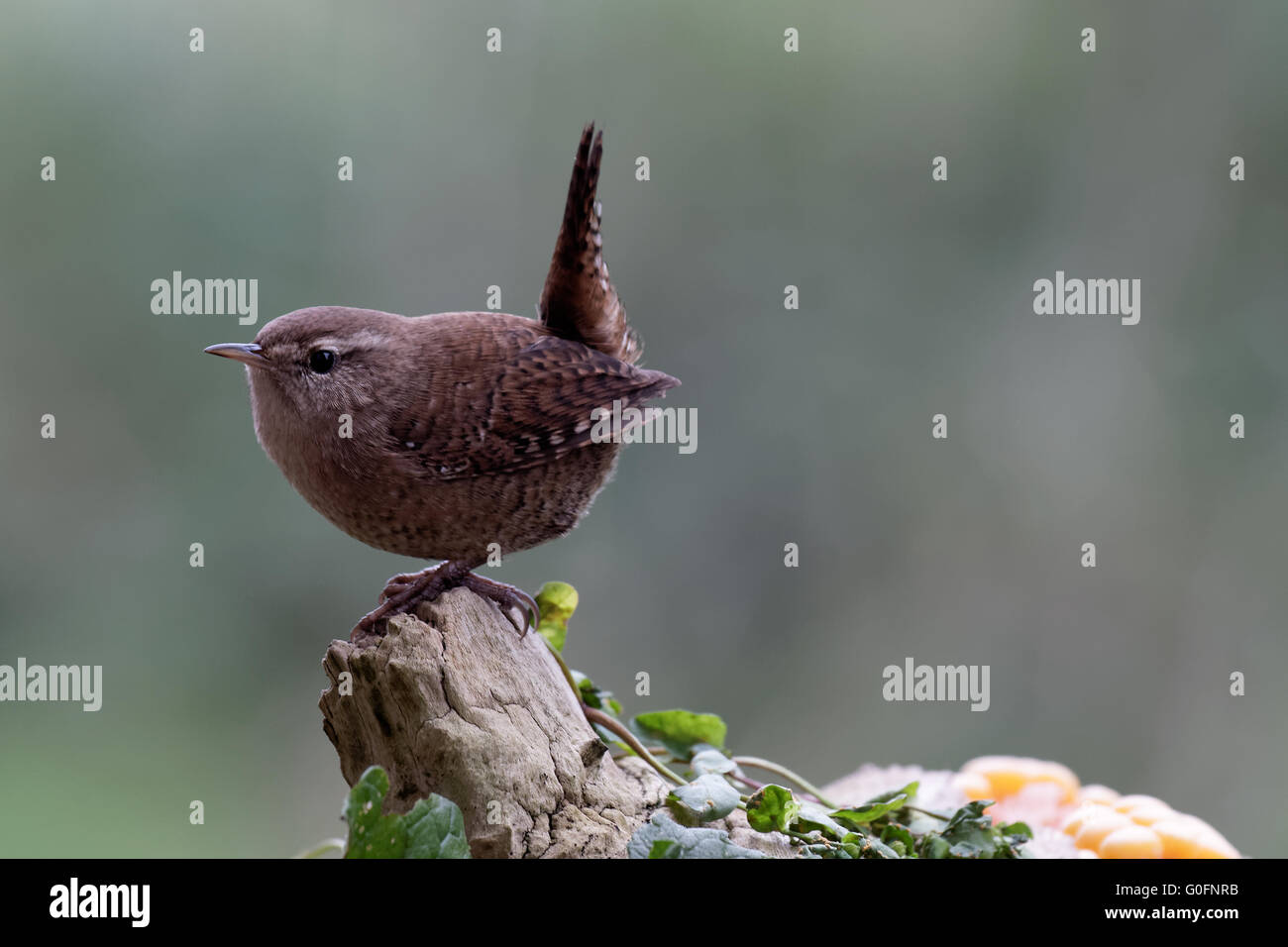Scricciolo su un ceppo di albero Foto Stock