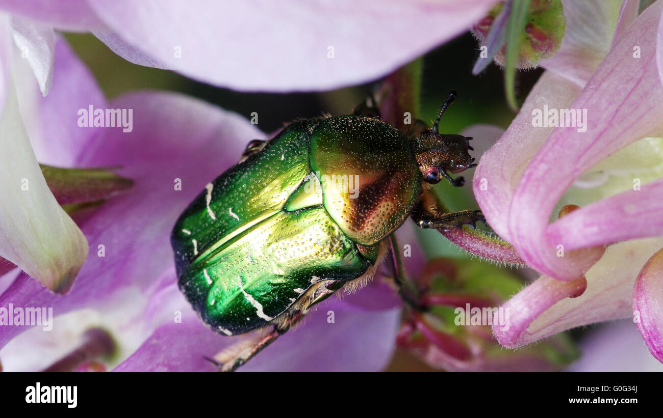 Cetonia aurata Foto Stock