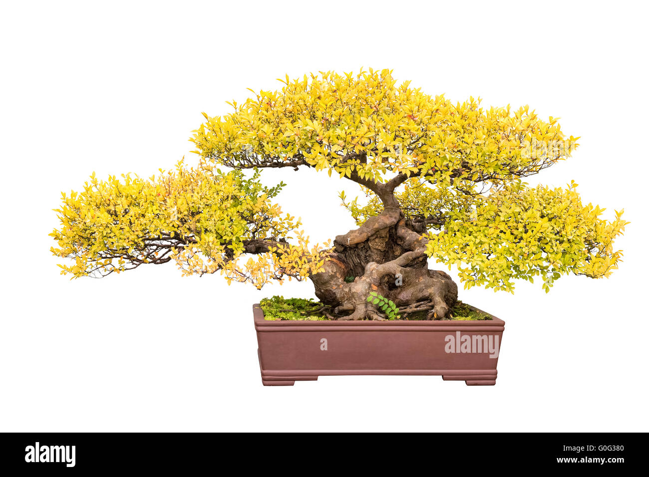Albero di bonsai di Olmo cinese in autunno Foto Stock