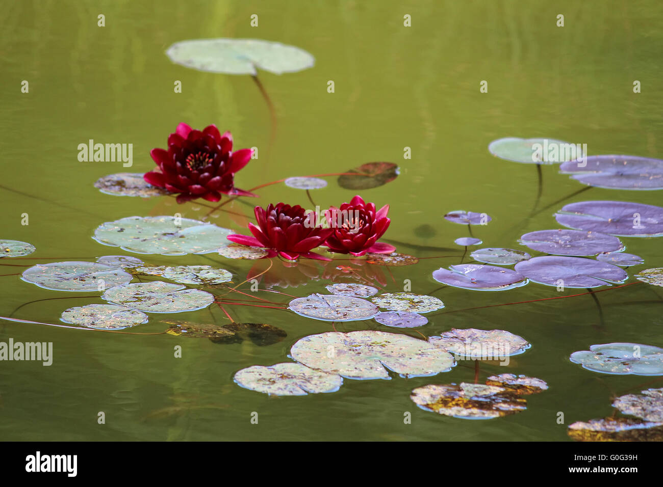Red water lilies Foto Stock