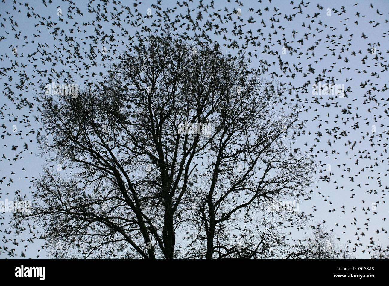 Milioni di bramblings in inverno trimestre 2015 nella foresta nera Foto Stock