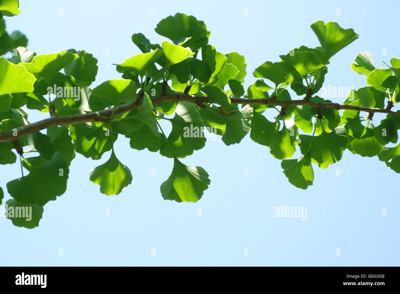 Il Ginkgo biloba freschi foglie verdi di un ramo di albero Foto Stock