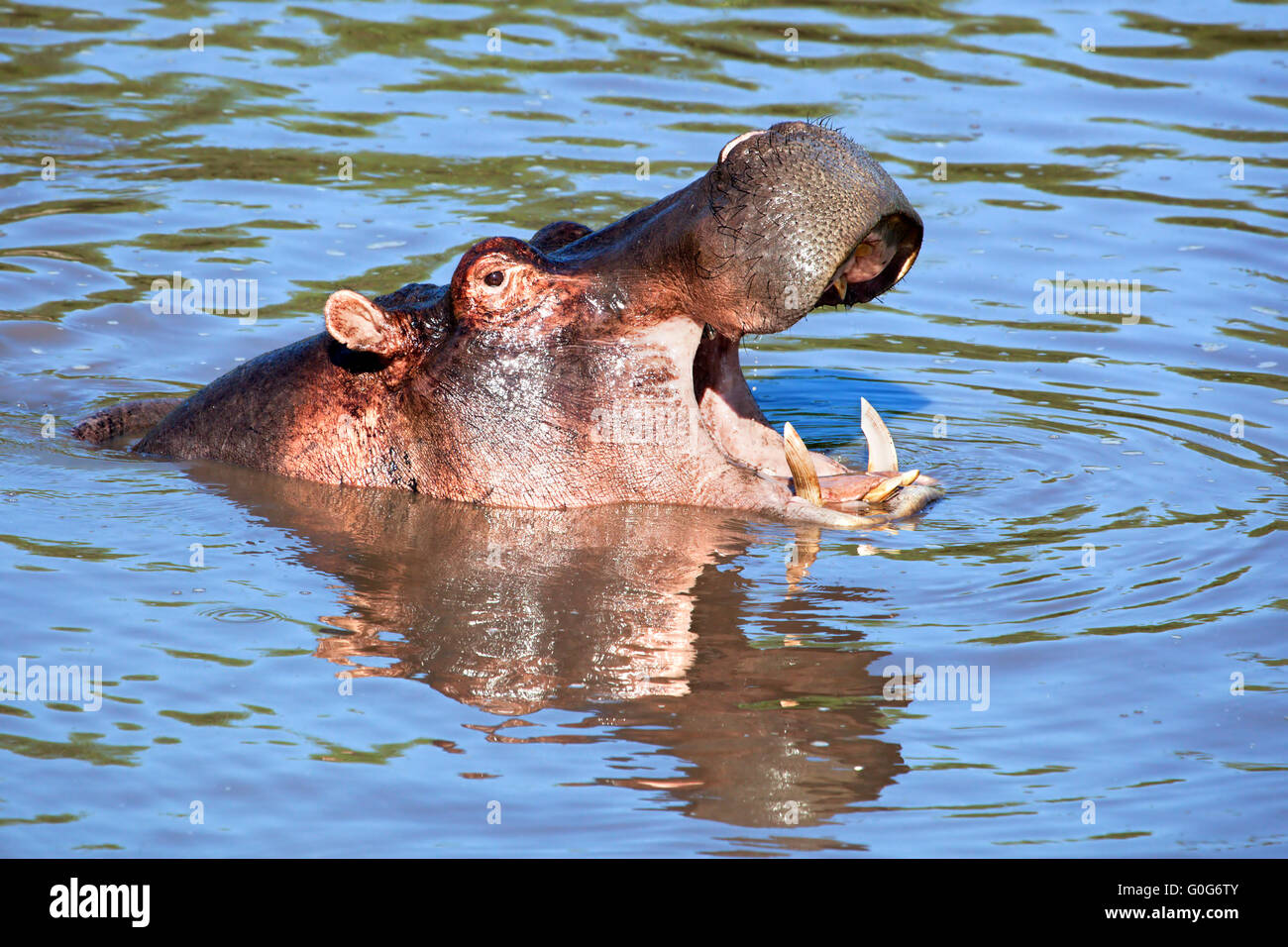 Ippopotamo con la bocca aperta nel fiume. Serengeti, Tanzania Africa Foto Stock