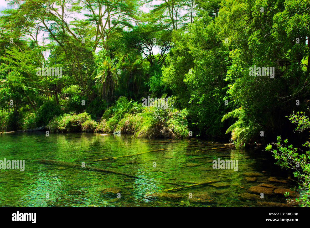 Jungle, Bush e acqua primavera in Africa. Tsavo West, Kenya Foto Stock
