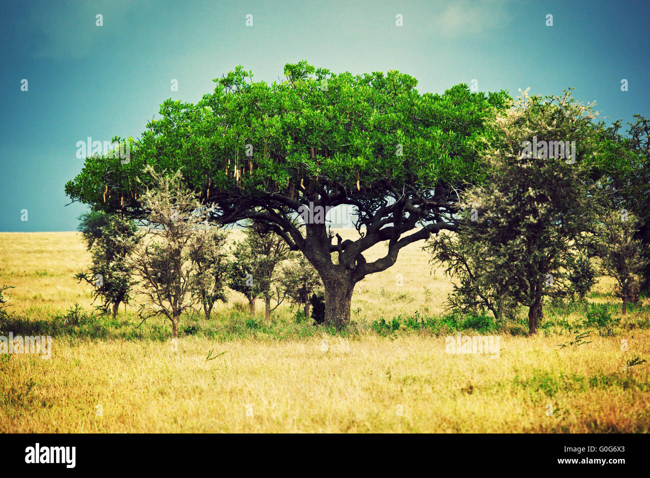 Savana paesaggio in Africa, Serengeti, Tanzania Foto Stock