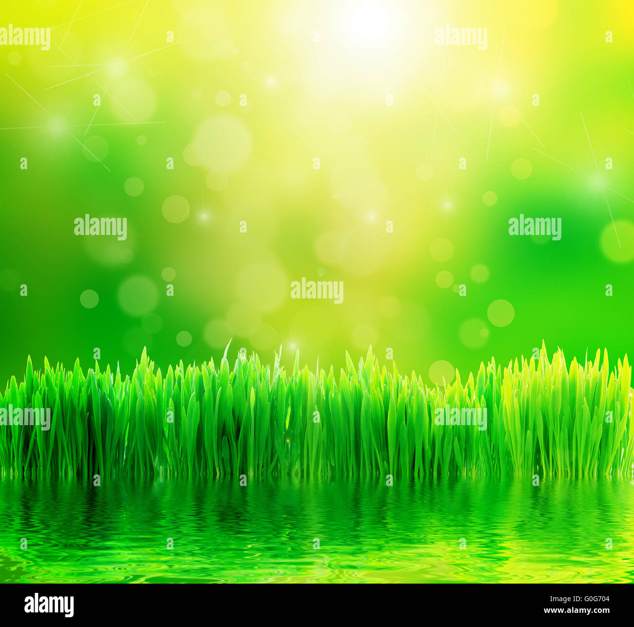 Natura verde dello sfondo con erba fresca e acqua Foto Stock