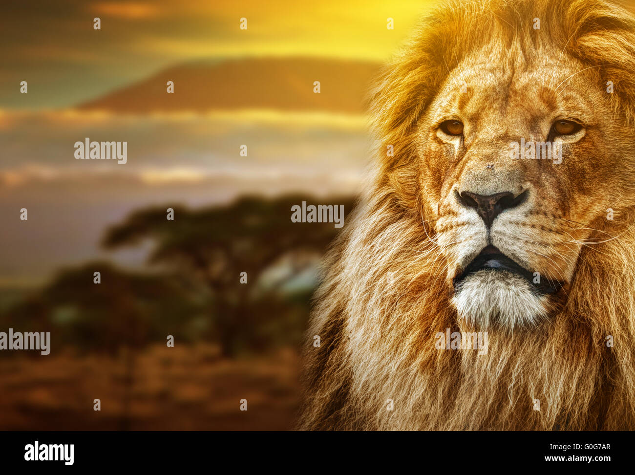Lion ritratto sulla savana paesaggio di sfondo e il Monte Kilimanjaro al tramonto Foto Stock