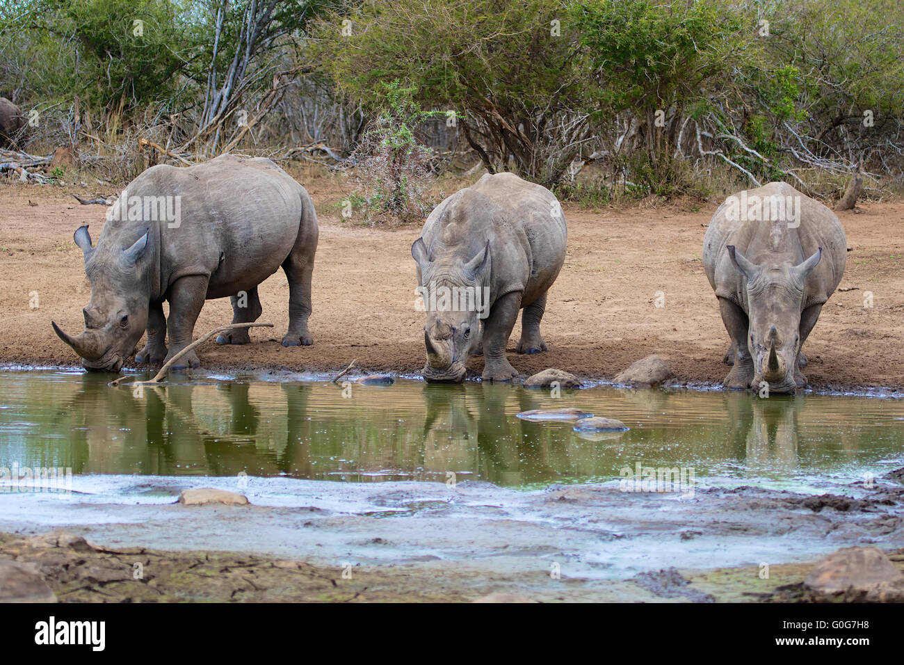 Tre i rinoceronti acqua potabile Foto Stock