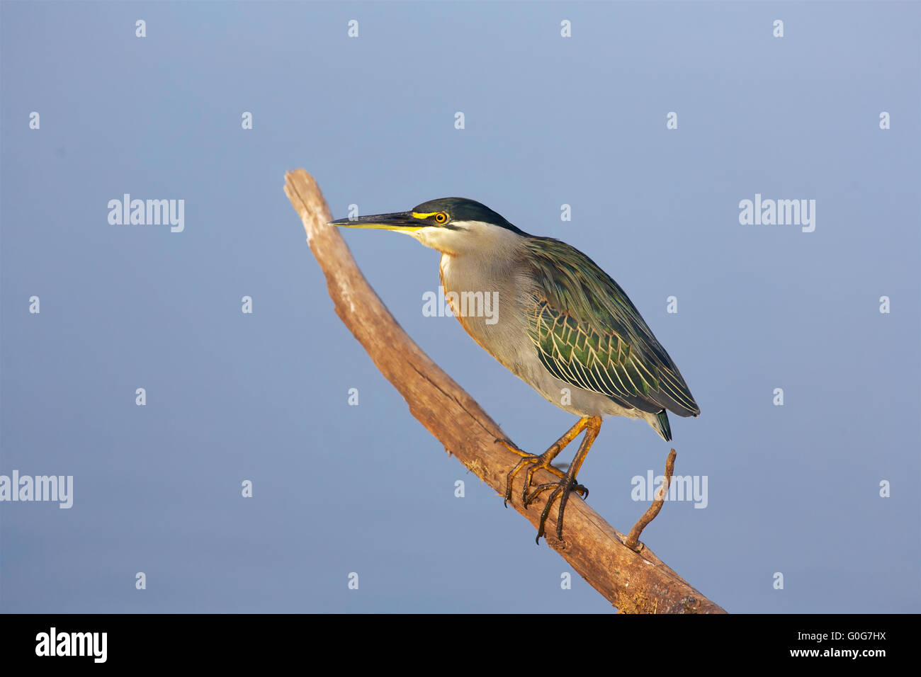 Greenbacked Heron a Kruger Foto Stock