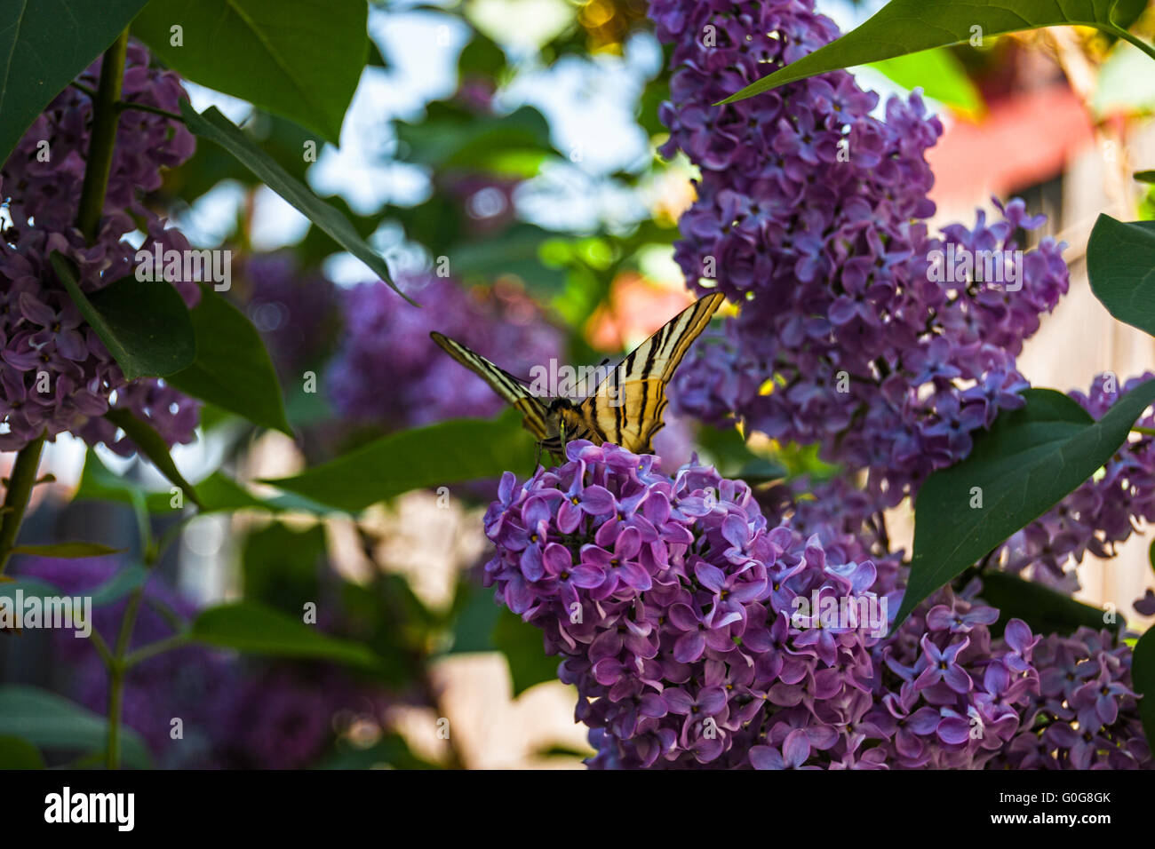 Fragranza Lilla Foto Stock