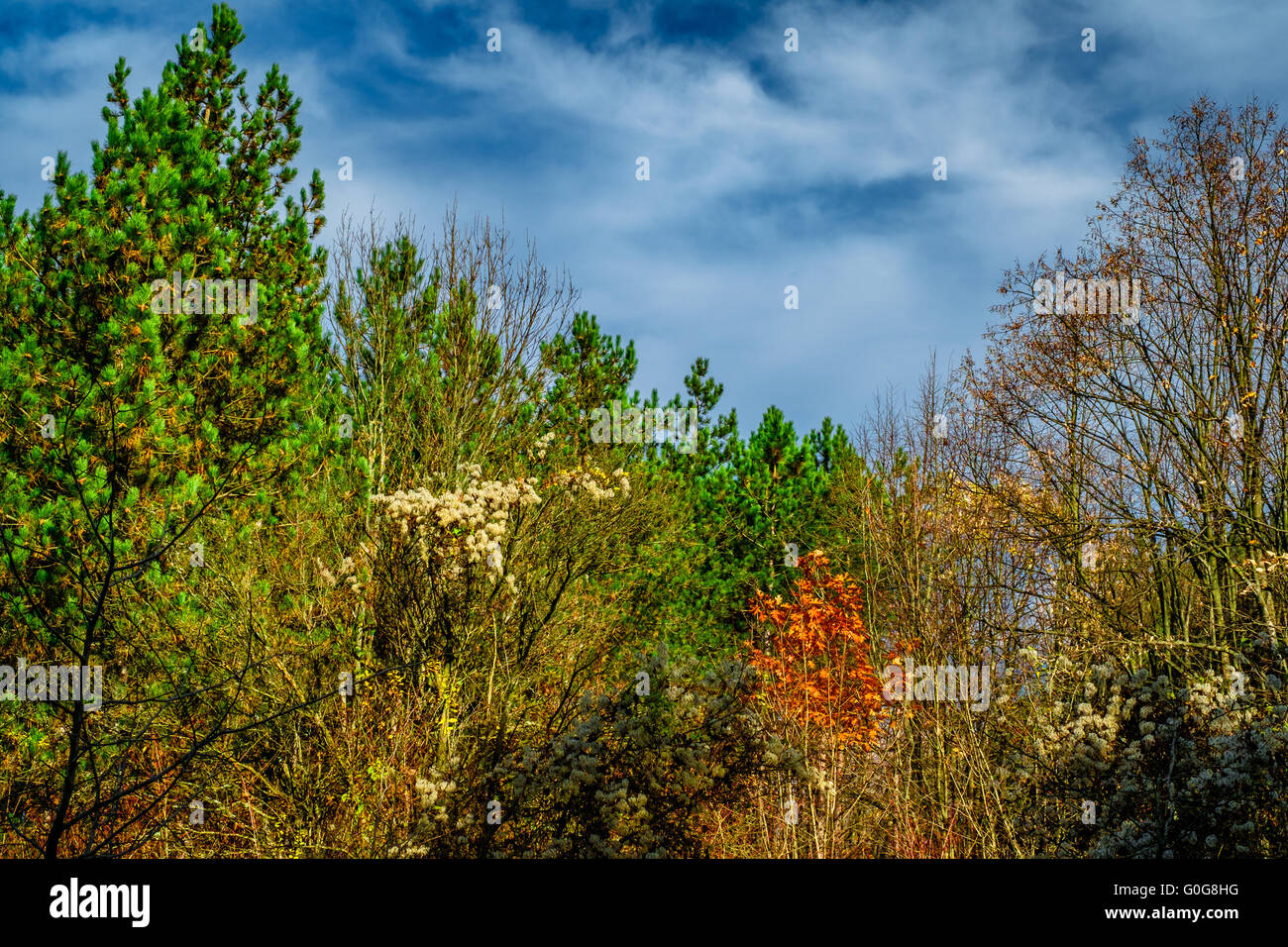 Verde di pini foglie rosse blu cielo natura Foto Stock